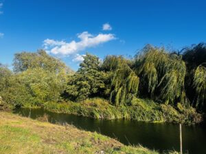 Image shows the river Devon and surrounding trees at our site